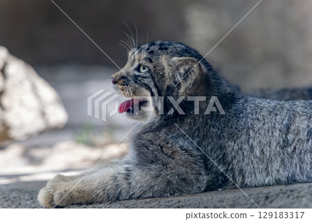 喘息的帕拉斯貓 129183317