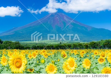 [Mount Fuji Material] Summer Mount Fuji and sunflowers seen from Yamanakako Flower Park [Yamanashi Prefecture] 129183380