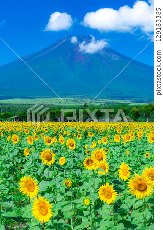 [富士山素材] 從山中湖花卉公園看到的夏季富士山和向日葵[山梨縣] 129183385