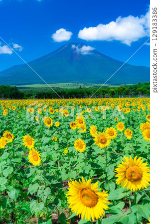 [富士山素材] 從山中湖花卉公園看到的夏季富士山和向日葵[山梨縣] 129183386