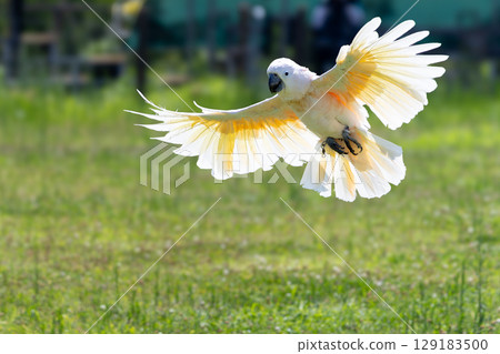 Parakeet now Parakeet now 129183500