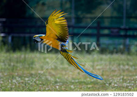 低飛的長尾小鸚鵡 低飛的長尾小鸚鵡 129183502