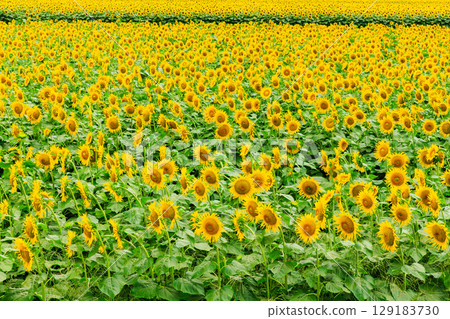 傳播到一邊的向日葵領域 129183730