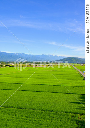 稻田和北阿爾卑斯山[安曇野] 129183766