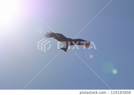 A black kite that seems to be swooping down from the sun 129183808