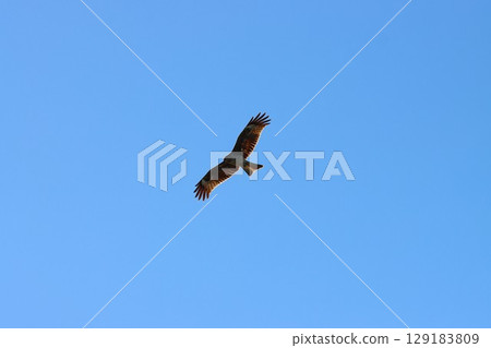 The cry that appears in the anime's theme song 129183809