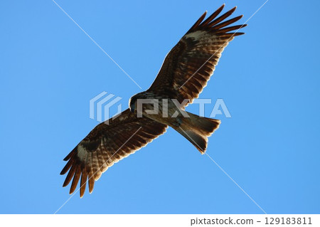 一隻風箏在透射光下反射出美麗的羽毛圖案 129183811