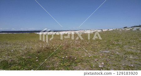 Pink beach bindweed flowers covering the coast of Kemigawahama 129183920