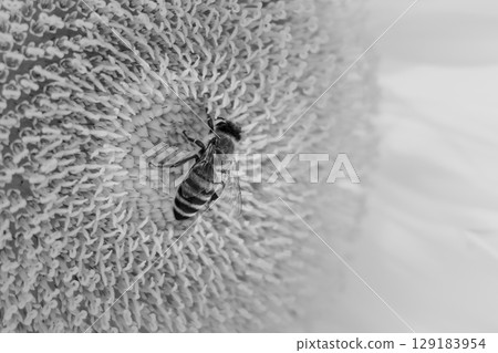 夏天! !向日葵和蜜蜂② 夏天! !向日葵和蜜蜂② 129183954