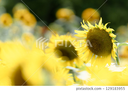 夏天！向日葵 129183955