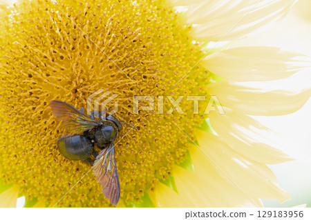 夏天！ ！向日葵和蜜蜂③ 129183956