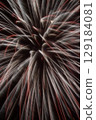Fireworks (soft) 129184081