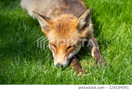 Portrait of a red fox sleeping on green grass 129184091