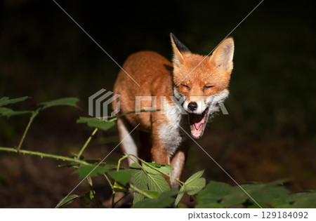 Portrait of a young red fox yawning in a dark forest at night Portrait of a young red fox yawning in a dark forest at night 129184092