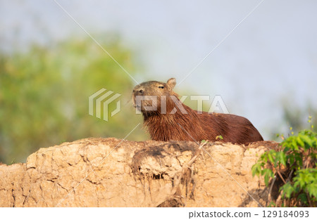Close-up of a Capybara standing on a river bank 129184093