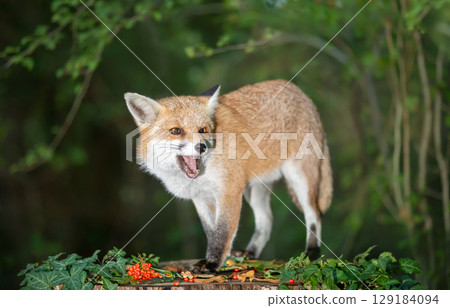 Portrait of a cute red fox eating red berries on a tree stump in a dark forest Portrait of a cute red fox eating red berries on a tree stump in a dark forest 129184094