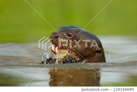 Giant otter eating fish in a river in the Pantanal, Brazil Giant otter eating fish in a river in the Pantanal, Brazil 129184099