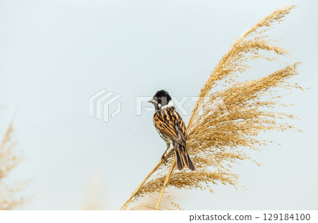 Close-up of a common reed bunting in a meadow Close-up of a common reed bunting in a meadow 129184100