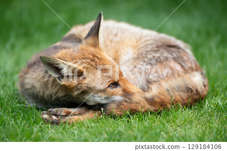 Portrait of a red fox lying curled up with its eyes open and tail wrapped around its face 129184106