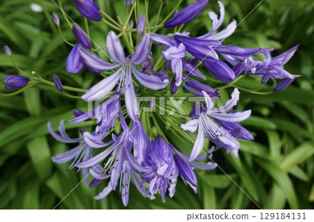 紫色百子蓮(非洲百合)花朵與背景中的葉子 紫色百子蓮(非洲百合)花朵與背景中的葉子 129184131