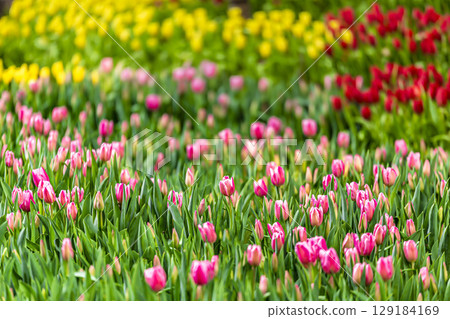Colorful tulip flowers in spring park garden. Colorful tulip flowers in spring park garden. 129184169