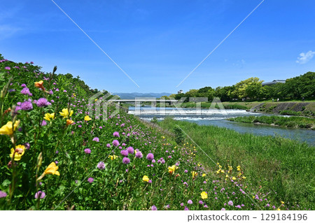 A clear May day with wildflowers blooming along the Kamo River in Kyoto City A clear May day with wildflowers blooming along the Kamo River in Kyoto City 129184196