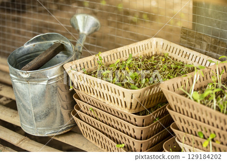 Watering can  with bean sprouts. 129184202