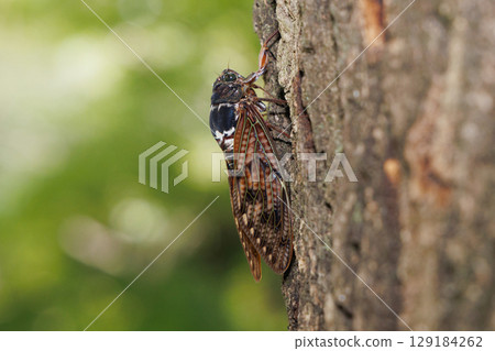 Abra Zemi stopping in a tree 129184262