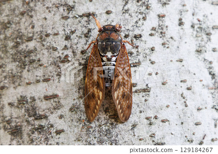 Abra Zemi stopping in a tree 129184267