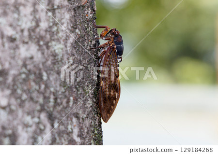 Abra Zemi stopping in a tree Abra Zemi stopping in a tree 129184268