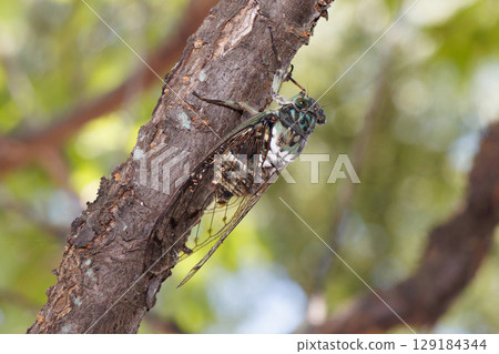 最小的秋刀魚停在樹上 129184344