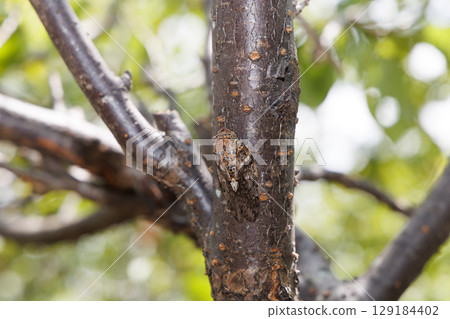 Nainiismy which stops on a tree 129184402