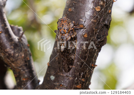 Nainiismy which stops on a tree 129184403