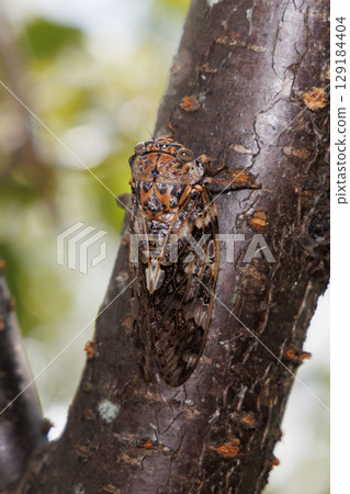 Nainiismy停在一棵樹上 Nainiismy停在一棵樹上 129184404