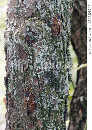 Abra Zemi stopping in a tree Abra Zemi stopping in a tree 129184443