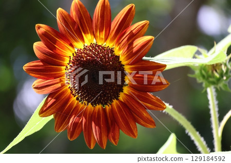 Close-up view of a brown petaled sunflower 129184592