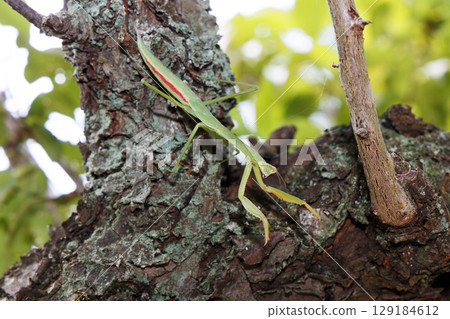 Mantis Mantis 129184612