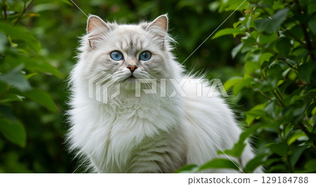 cute cat  129184788