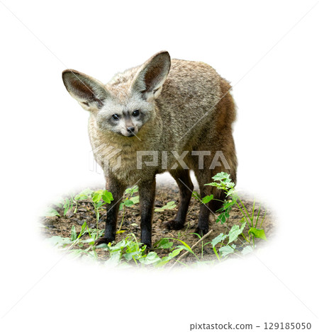 Bat eared fox standing alert on grassy ground with its oversized ears forward, isolated on white background Bat eared fox standing alert on grassy ground with its oversized ears forward, isolated on white background 129185050