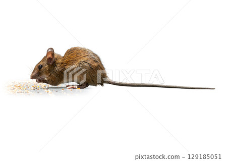 House mouse feeding on scattered grains, with long tail and brown fur, isolated on white background House mouse feeding on scattered grains, with long tail and brown fur, isolated on white background 129185051