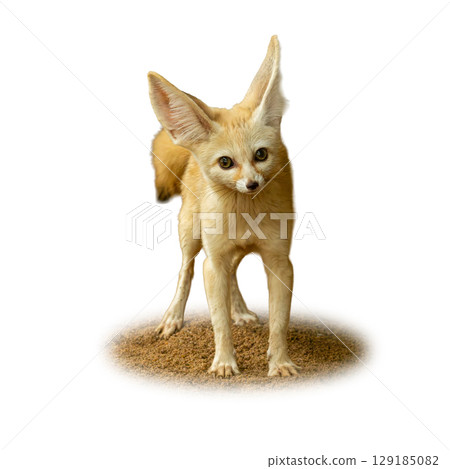 Fennec fox standing alert on desert sand, with oversized ears and curious expression, isolated on white background Fennec fox standing alert on desert sand, with oversized ears and curious expression, isolated on white background 129185082