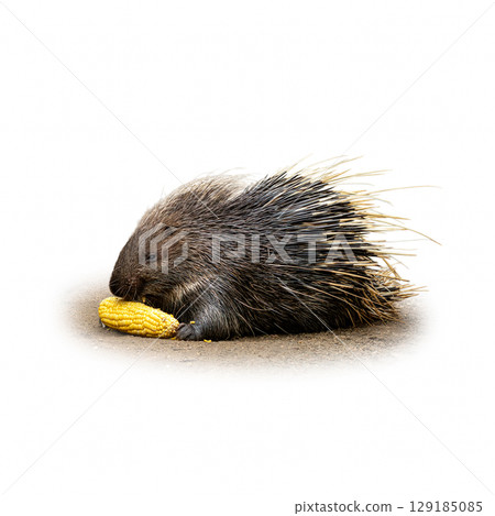 Porcupine eating corn on the ground, showcasing its sharp quills and textured fur, isolated on white background 129185085