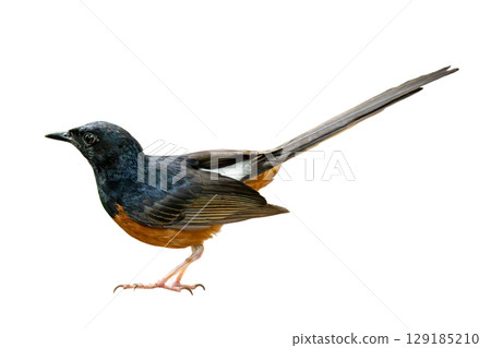 White-rumped Shama standing alert on white background, showcasing its glossy black head, rich orange underparts, and long tail. White-rumped Shama standing alert on white background, showcasing its glossy black head, rich orange underparts, and long tail. 129185210