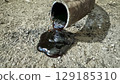 Black oil pouring out of an open pipe on the ground, in a dirty and dusty environment. 129185310