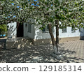 Sunny spring day with a beautiful blooming apple tree in front of a cozy white house, evoking feelings of renewal and tranquility. 129185314