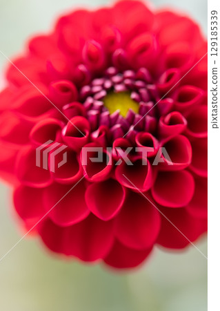 美麗盛開的大麗花 129185339