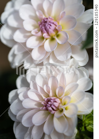 美麗盛開的大麗花 129185340