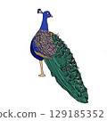 Stylish Peacock 129185352
