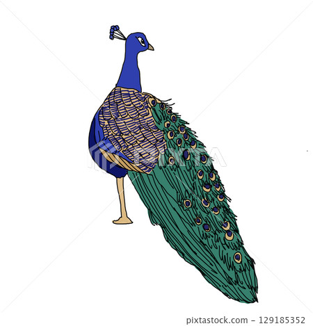 時尚孔雀 129185352