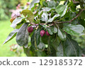Red unripe apples on the branche 129185372